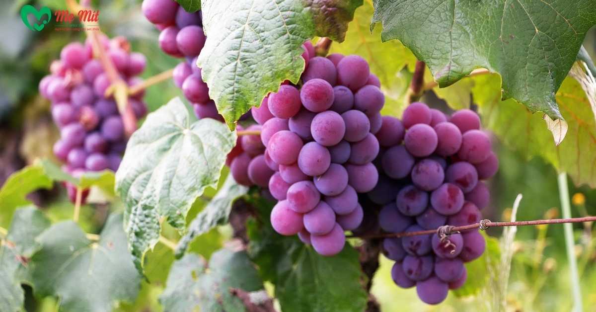 Nho chứa lượng đáng kể đường và chất béo.